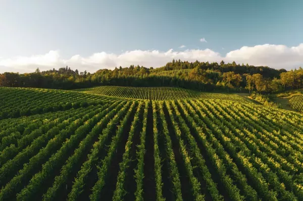 Φωτογραφία από The Art of Cultivation and Crafting Wines